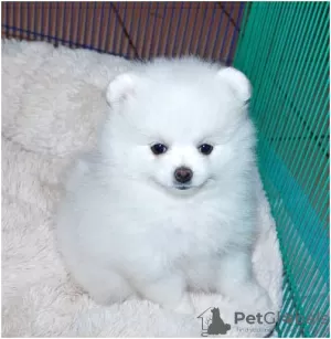 Фото №3. Pomeranian puppies for rehoming.  Оман