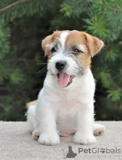 Фото №3. Продаются щенки джек-рассел-терьера..  Великобритания