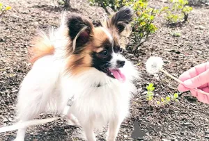 Дополнительные фото: Папийон, Papillon