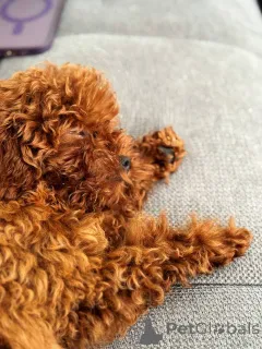 Фото №1. пудель (той) - купить в Брайтон и Хов за 46384₽. Объявление №154728