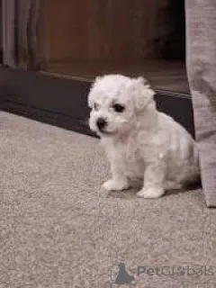 Фото №3. Бишон Фрисен пеннат валмиина уусийн котейхин.  Финляндия