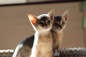 Дополнительные фото: Абиссинские котята