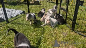 Фото №3. Доступны щенки чистого пограничного колли.  США