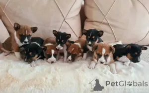 Фото №2 к объявлению №165376 о продаже басенджи - купить в Сербии 