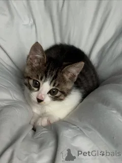 Фото №1. беспородная - купить в Аладжарви за 41745₽. Объявление №146293