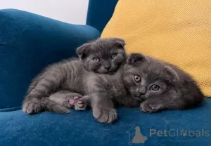Фото №3. Шотландский вислоухий котенок голубого окраса. США