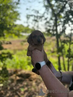 Фото №1. такса - купить в Бардуфосс за 278301₽. Объявление №149545