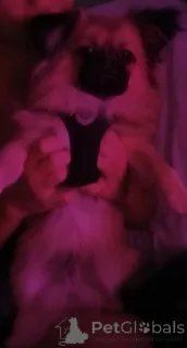 Фото №4. Продажа мальтийскую болонку, померанского шпица в Dubai частное объявление - цена 16297₽