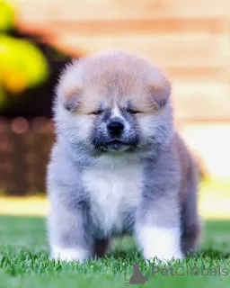 Фото №1. акита-ину - купить в Алитусе за 185534₽. Объявление №148468