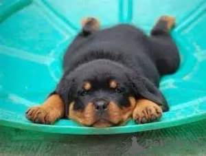 Дополнительные фото: Rottweiler-Welpen