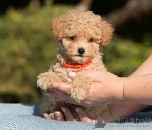 Фото №3. Мальтипу щенки Maltipoo.  Украина