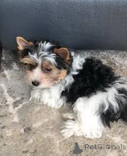 Фото №3. Линдос качоррос йоркширский терьер для продажи.  Португалия