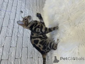 Дополнительные фото: Шикарная Бенгальская девочка в разведение