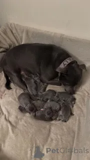 Фото №1. стаффордширский бультерьер - купить в Брашов за договорная. Объявление №160033