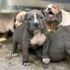 Фото №2 к объявлению №139045 о продаже кане-корсо - купить в Германии заводчик