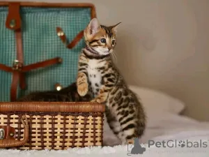 Фото №3. У вас есть возможность переделать для усыновления. Мне очень хотелось бы, чтобы.  Германия