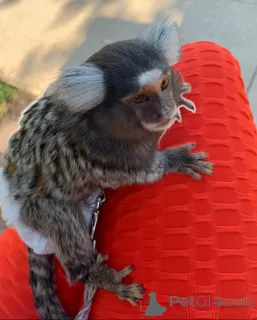 Фото №1.  - купить в Барселоне за Бесплатно. Объявление №161912