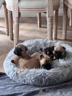 Фото №1. французский бульдог - купить в Париже за Бесплатно. Объявление №167144