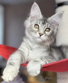 Фото №1. мейн-кун - купить в Баден-Бадене за 91839₽. Объявление №163471