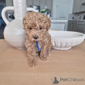 Фото №4. Продажа пуделя (той) в Берлине частное объявление, из приюта - цена 51022₽