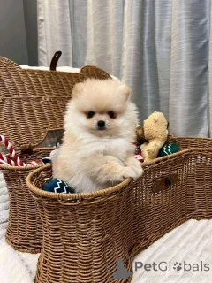 Фото №2 к объявлению №165641 о продаже  - купить в Австралии 