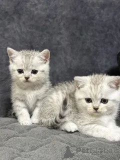 Фото №4. Продам шотландскую (скоттиш страйт) в Минске заводчик - цена 13045₽