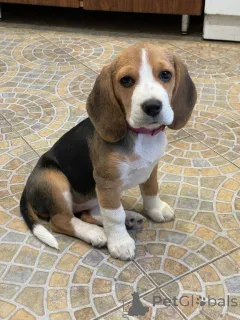 Фото №2 к объявлению №156804 о продаже бигля - купить в Германии из приюта, заводчик