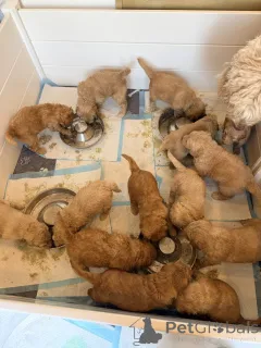 Фото №1. лабрадудль - купить в Амстеттен за договорная. Объявление №167569