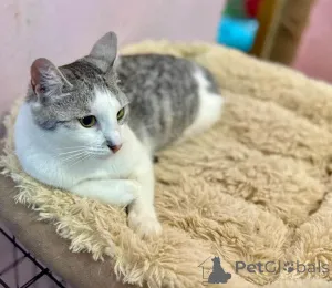 Дополнительные фото: Пушинка кошка, сотканная из лунного света и серебра.