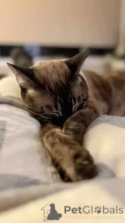 Фото №3. Очаровательные бенгальские котят для усыновления. Бельгия