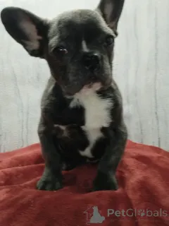 Дополнительные фото: Французский бульдог девочка голубого окраса