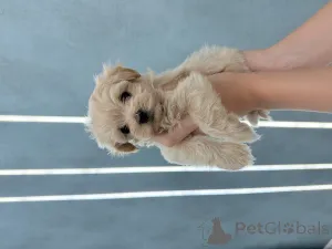 Дополнительные фото: Мальтипу мини