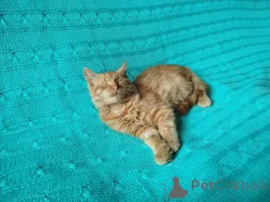 Дополнительные фото: Рыжий, честный, влюбленный Лион