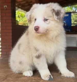 Фото №3. Ваш идеальный компаньон ждет щенков бордер-колли.  Германия