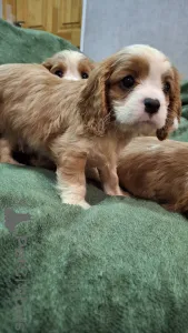 Дополнительные фото: мальчики Кавалер-Кинг-Чарльз-Спаниель