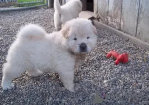 Фото №2 к объявлению №154151 о продаже чау-чау - купить в Германии частное объявление