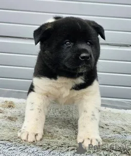 Дополнительные фото: Щенки американского стаффордширского терьера