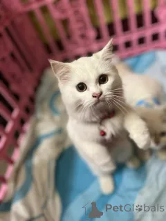 Фото №1. персидская - купить в Хельсинки за 51022₽. Объявление №163743