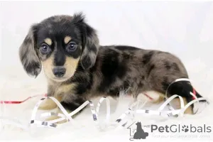 Фото №2 к объявлению №164804 о продаже таксу - купить в Германии частное объявление, из приюта