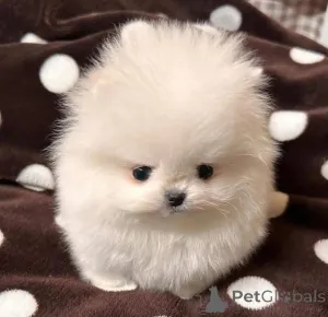 Фото №1.  - купить в Варшаве за Бесплатно. Объявление №164061