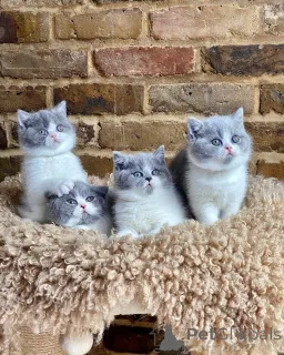 Фото №1. британская короткошёрстная - купить в Берлине за договорная. Объявление №163203