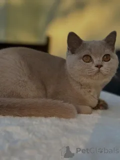 Фото №2 к объявлению №153741 о продаже британская короткошёрстная - купить в Германии заводчик