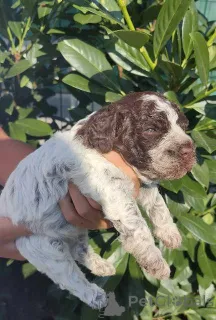 Дополнительные фото: Лаготто Ромагноло щенки