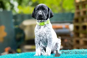 Дополнительные фото: Щенки высочайшего качества навыки охоты и характер.