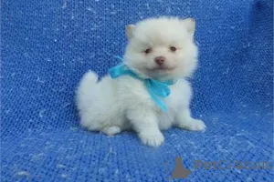 Фото №1. померанский шпиц - купить в Greenville за 34498₽. Объявление №141882