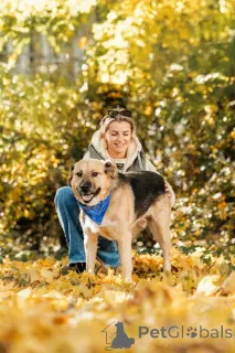 Фото №4. Продажа беспородную в Москве реке частное объявление - цена Бесплатно