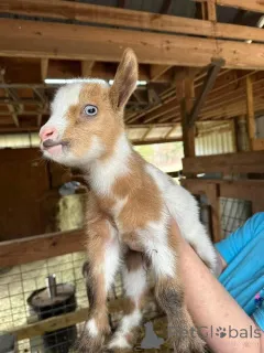 Фото №1.  - купить в Алсдорф за договорная. Объявление №161735