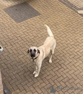 Фото №2 к объявлению №160014 о продаже аляскинского кли-кая - купить в Латвии частное объявление