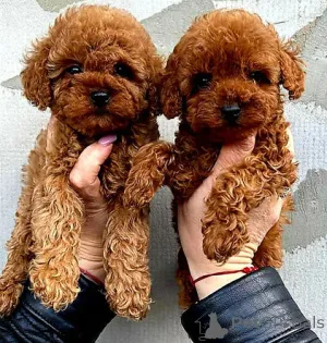 Фото №1. пудель (той) - купить в Таллине за договорная. Объявление №162267