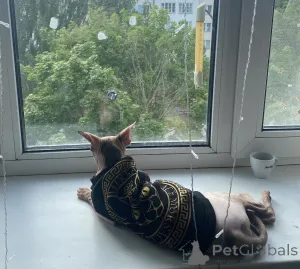 Фото №3. Кошка. Беларусь